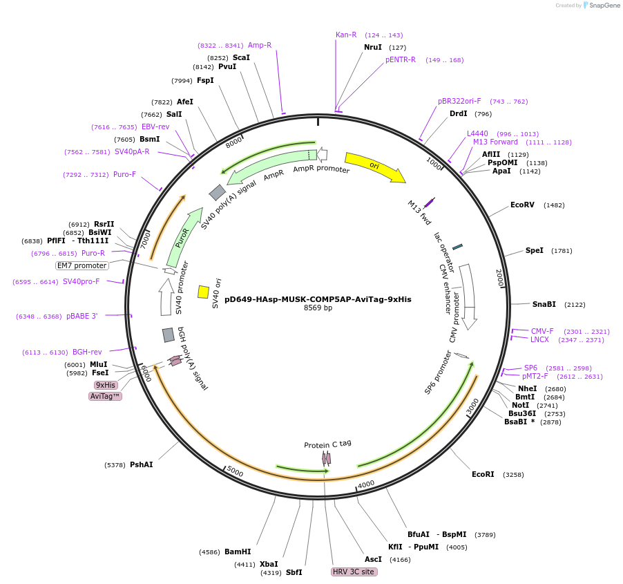 157438-plasmid-map-sequence-id-303985