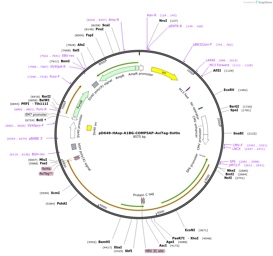 157439-plasmid-map-sequence-id-303987