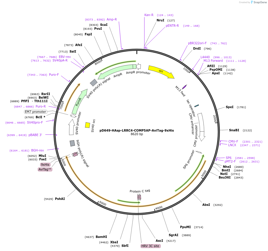 157443-plasmid-map-sequence-id-303995