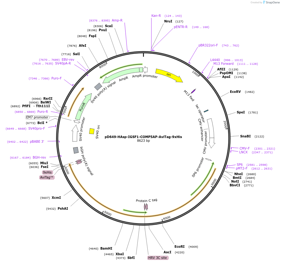 157445-plasmid-map-sequence-id-303999