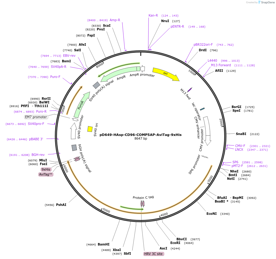 157448-plasmid-map-sequence-id-304005