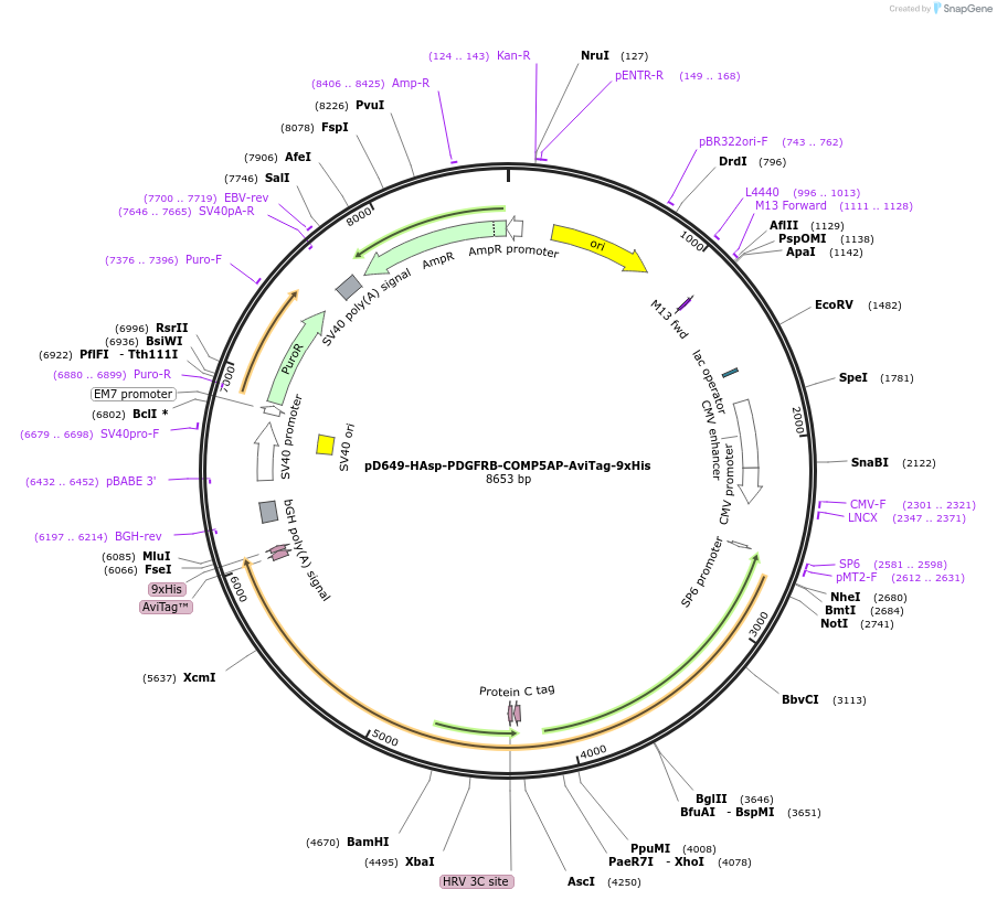 157450-plasmid-map-sequence-id-304009