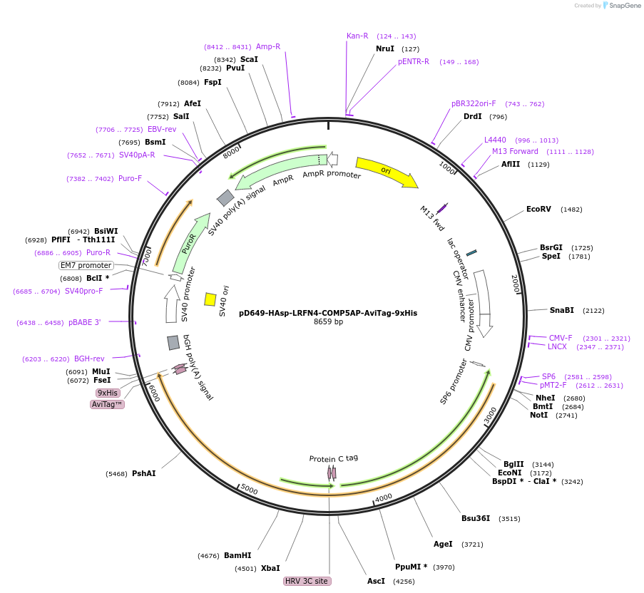 157452-plasmid-map-sequence-id-304013