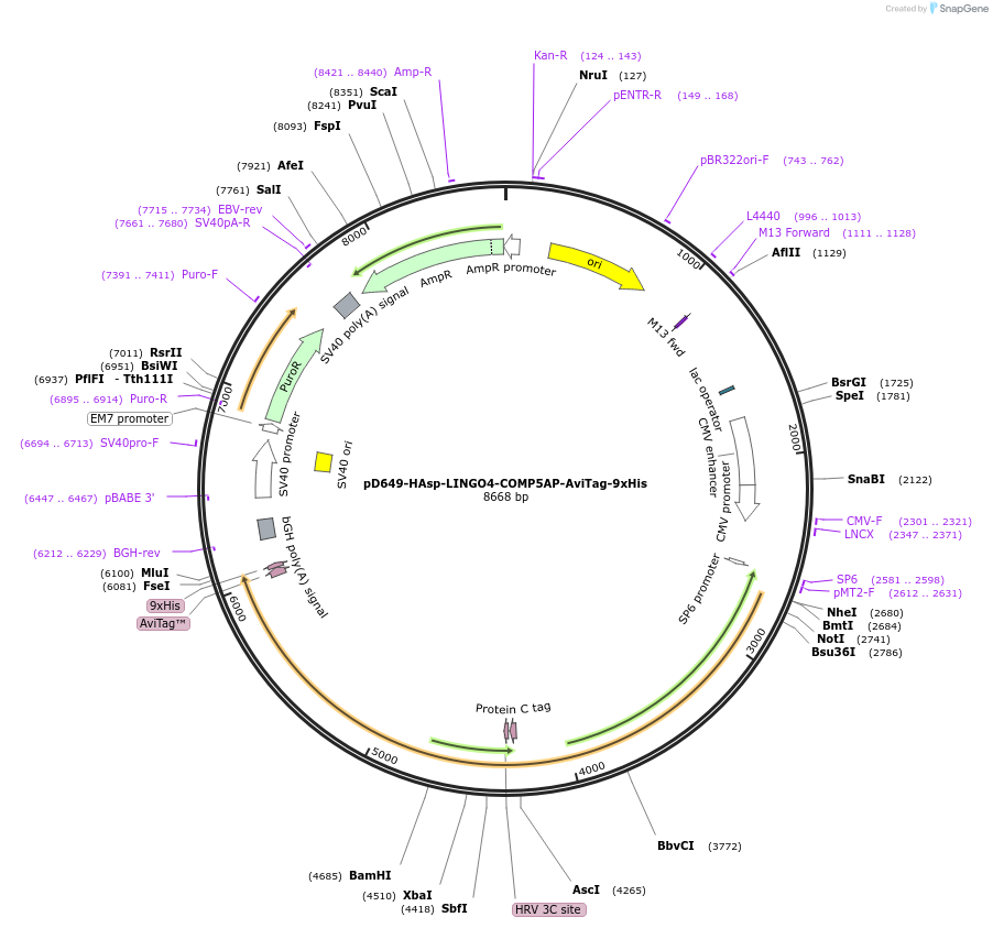 157455-plasmid-map-sequence-id-304019