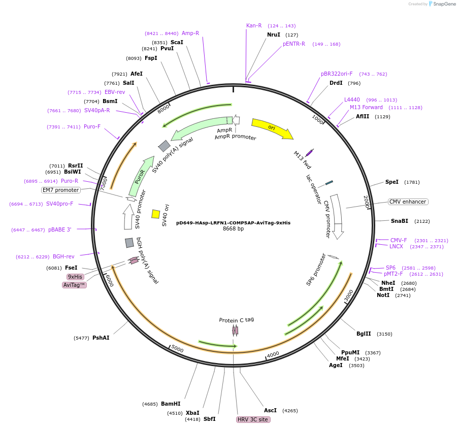 157456-plasmid-map-sequence-id-304021