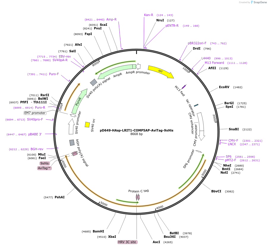 157457-plasmid-map-sequence-id-304023