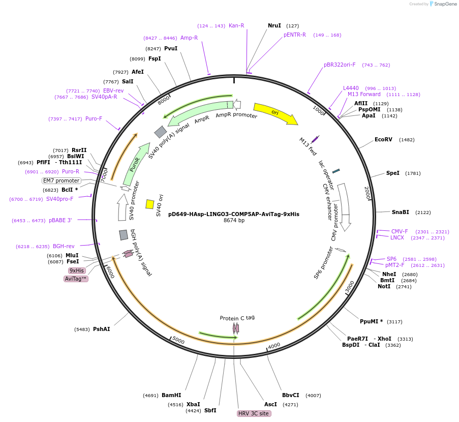 157458-plasmid-map-sequence-id-304025