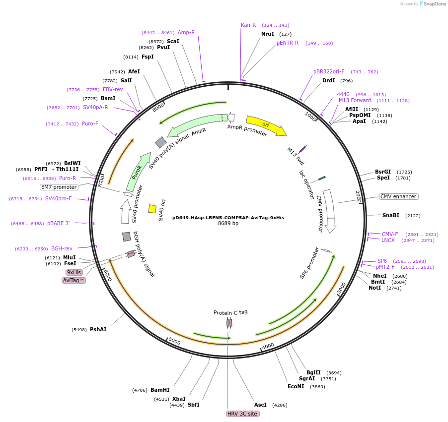 157459-plasmid-map-sequence-id-304027