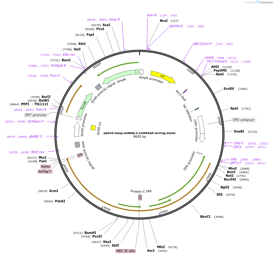 157460-plasmid-map-sequence-id-304029