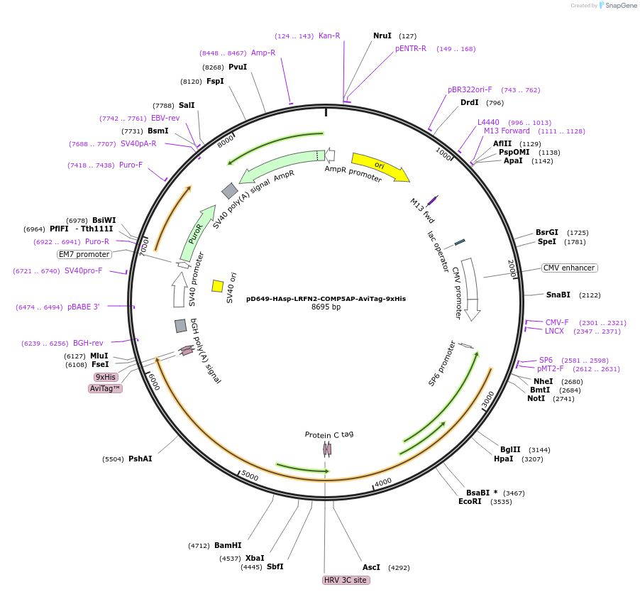 157461-plasmid-map-sequence-id-304031
