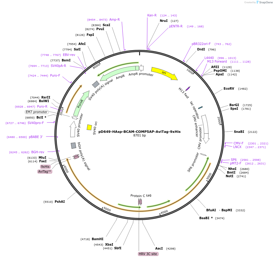 157462-plasmid-map-sequence-id-304033