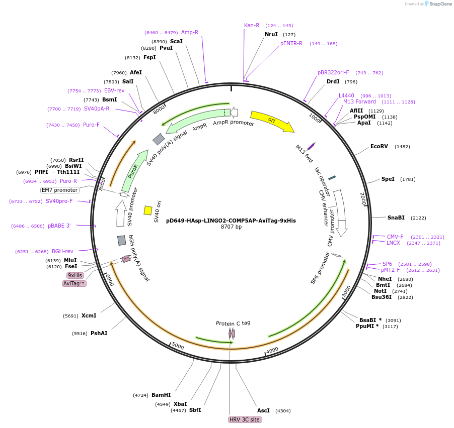 157464-plasmid-map-sequence-id-304037