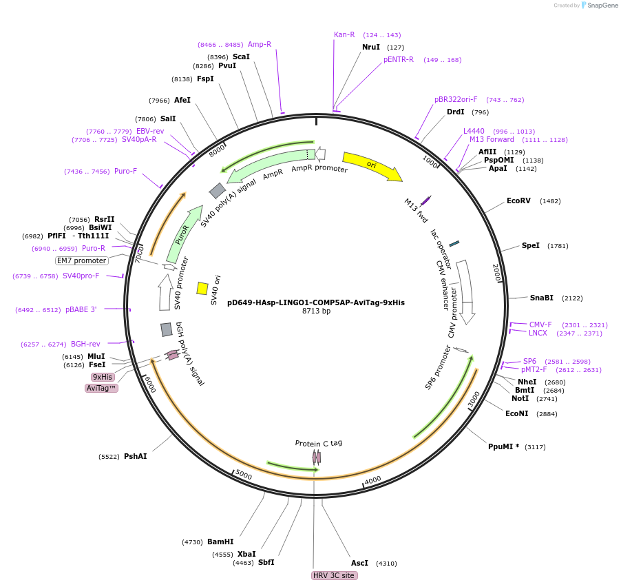 157465-plasmid-map-sequence-id-304039