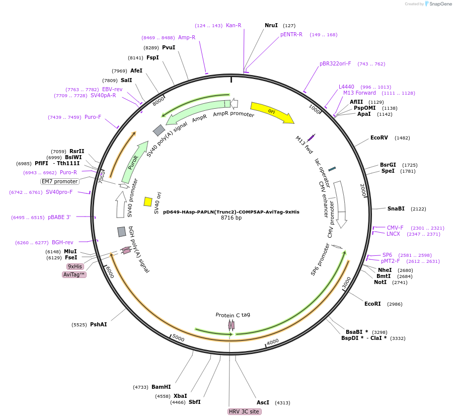 157466-plasmid-map-sequence-id-304041