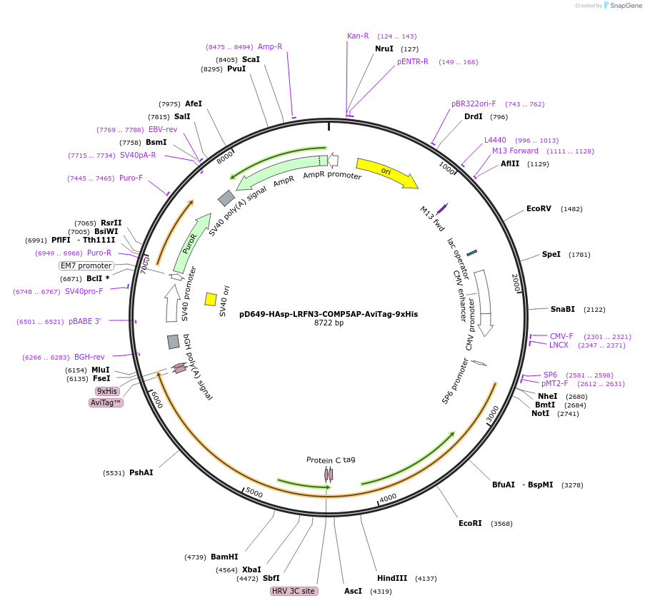 157467-plasmid-map-sequence-id-304043