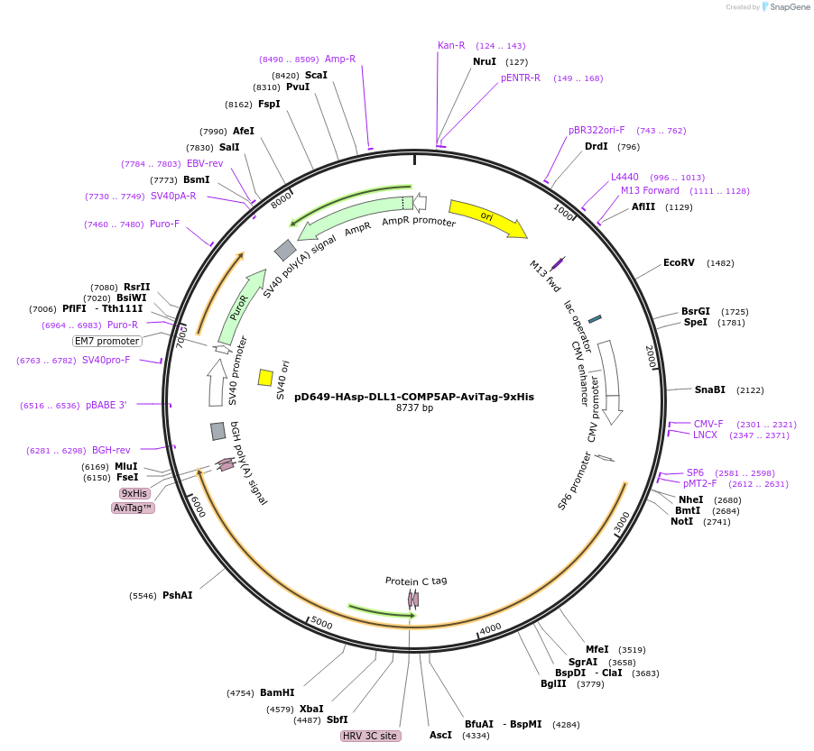 157468-plasmid-map-sequence-id-304045