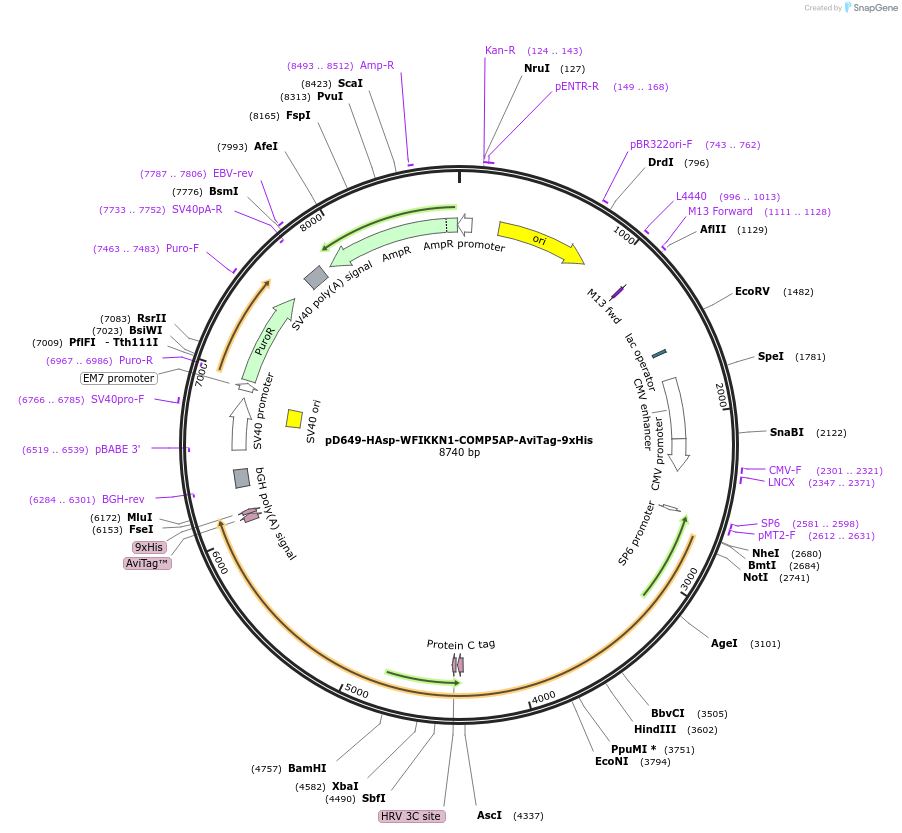 157469-plasmid-map-sequence-id-304047