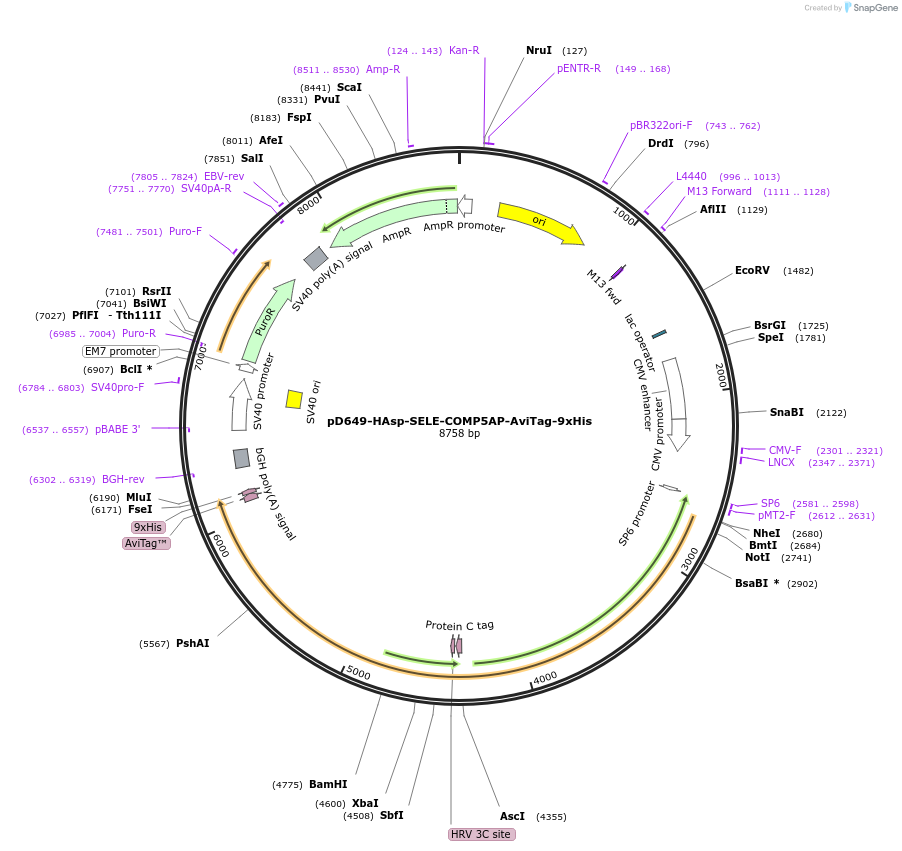 157472-plasmid-map-sequence-id-304053
