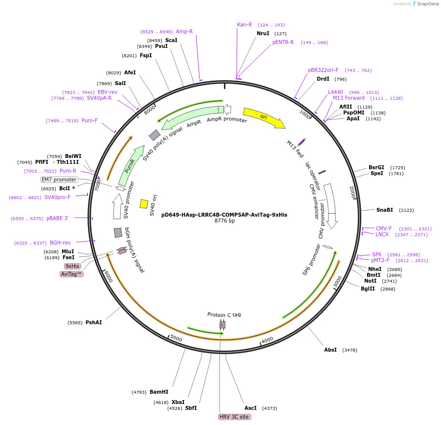 157474-plasmid-map-sequence-id-304057