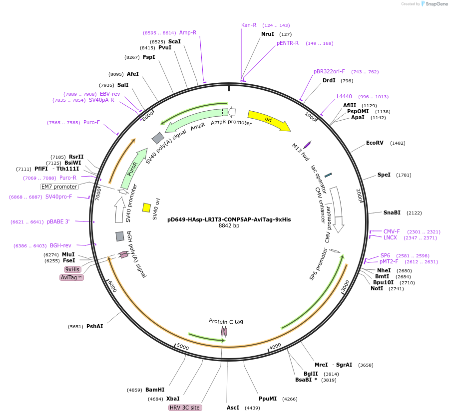 157478-plasmid-map-sequence-id-304065