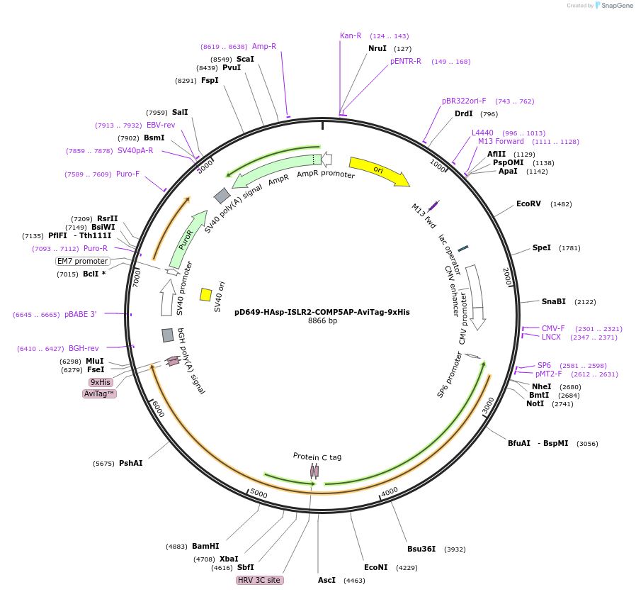 157479-plasmid-map-sequence-id-304067