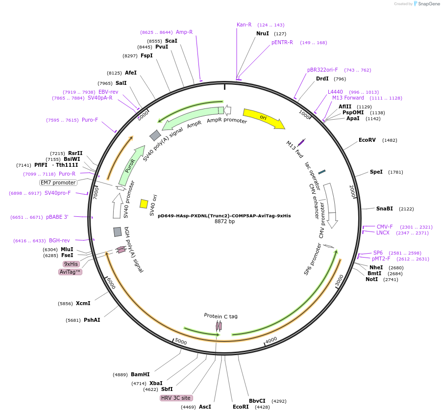 157480-plasmid-map-sequence-id-304069