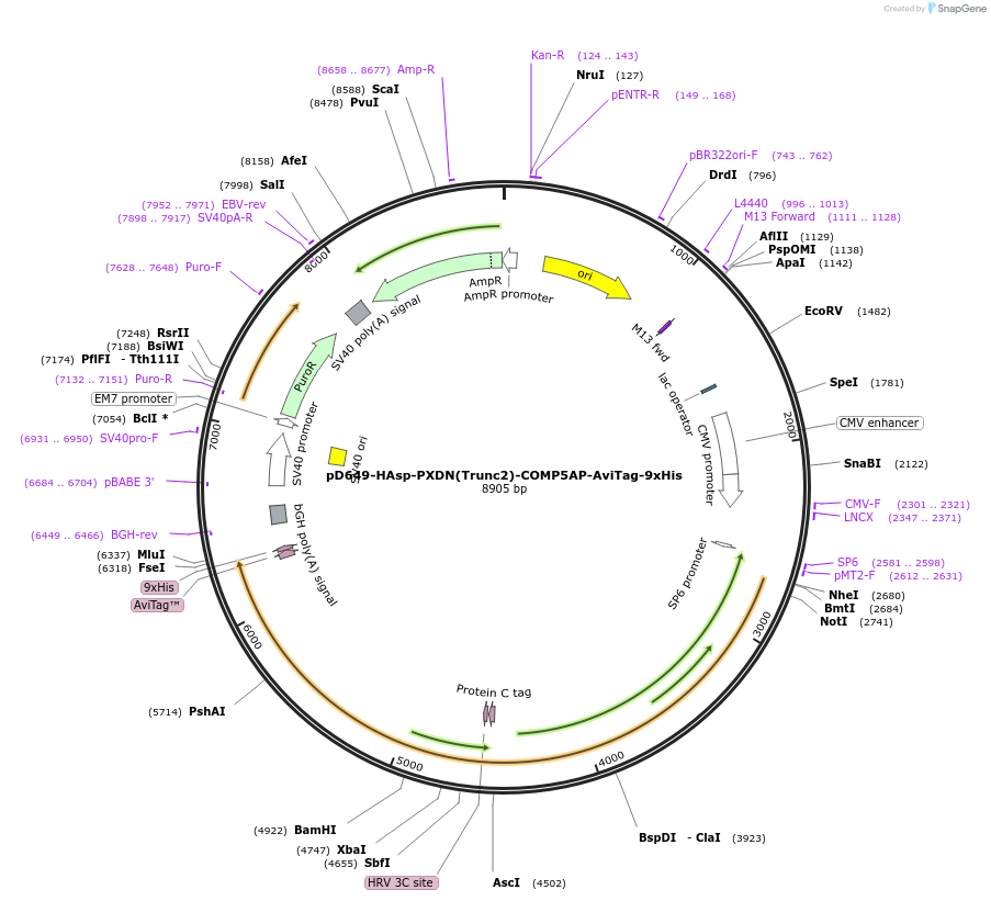 157484-plasmid-map-sequence-id-304077
