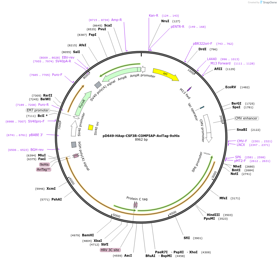 157487-plasmid-map-sequence-id-304083