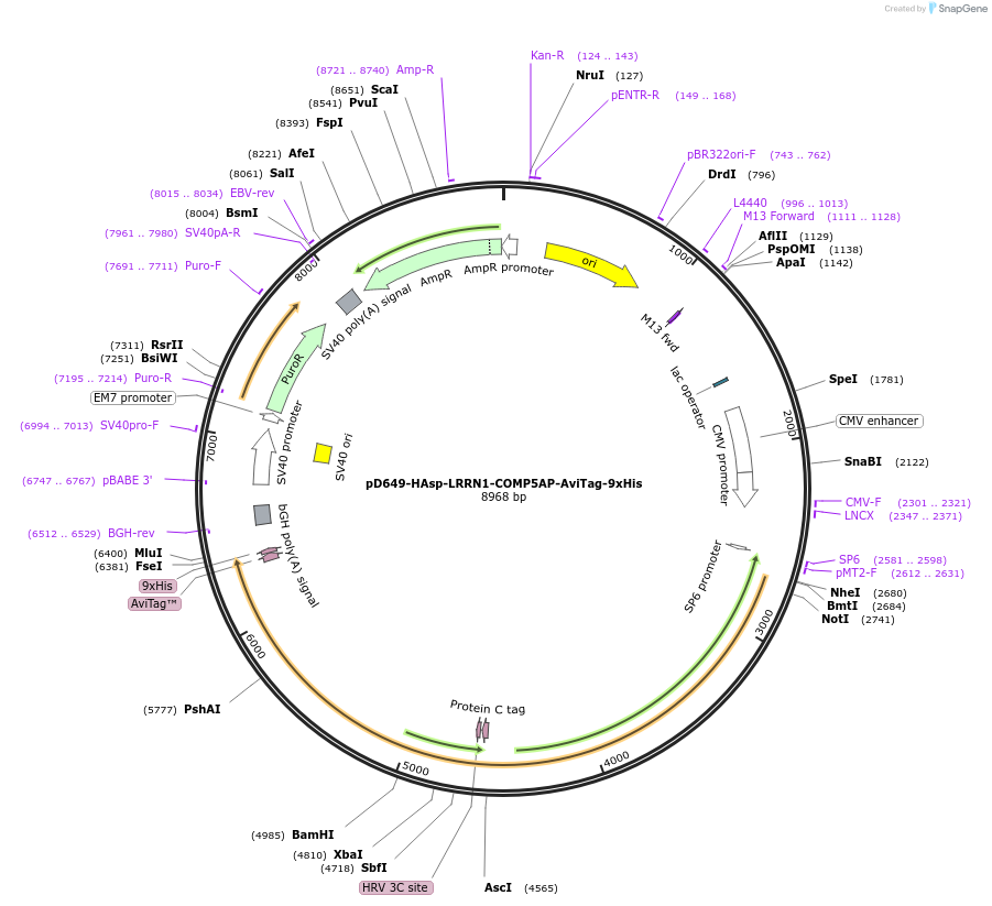 157488-plasmid-map-sequence-id-304085