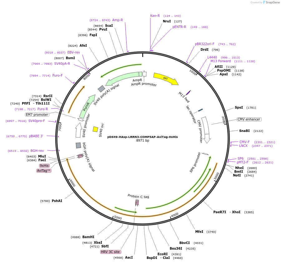 157491-plasmid-map-sequence-id-304091