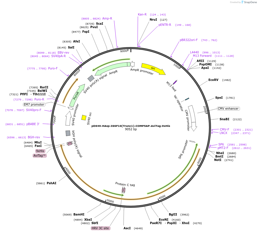 157497-plasmid-map-sequence-id-304103