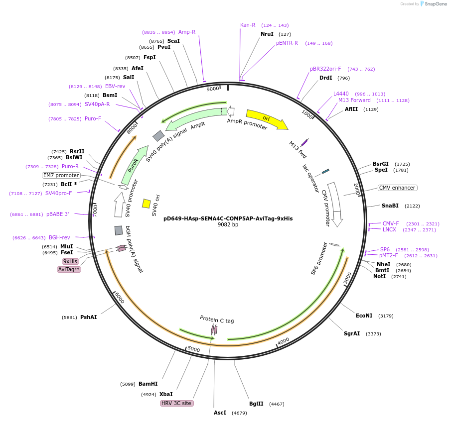 157499-plasmid-map-sequence-id-304107