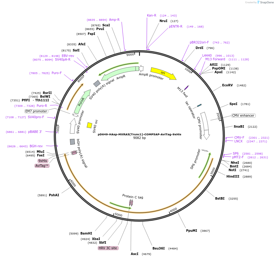 157500-plasmid-map-sequence-id-304109