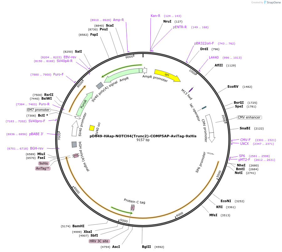 157505-plasmid-map-sequence-id-304119
