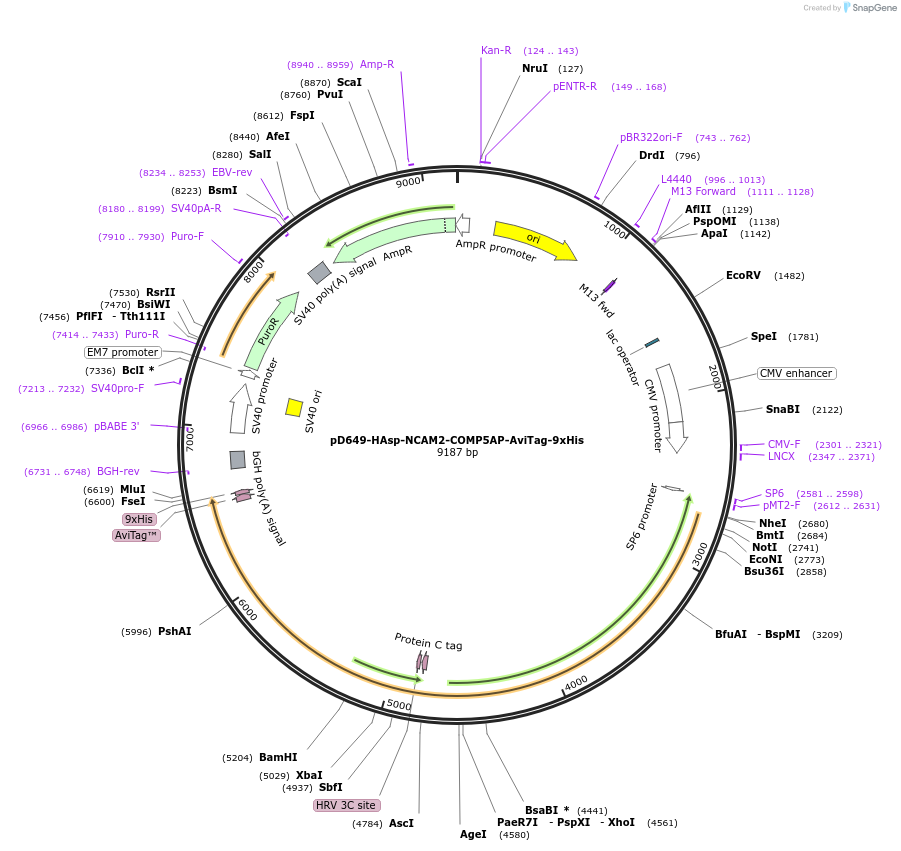 157509-plasmid-map-sequence-id-304127