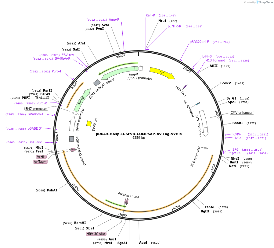 157513-plasmid-map-sequence-id-304135
