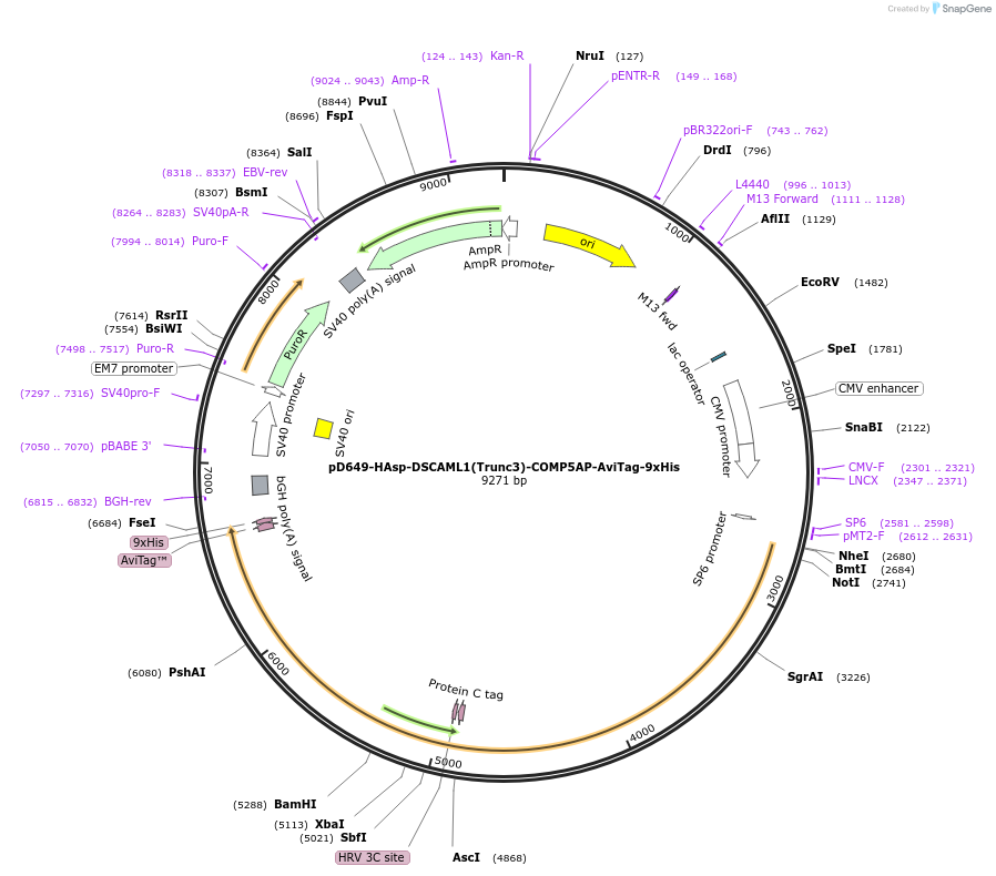 157514-plasmid-map-sequence-id-304137