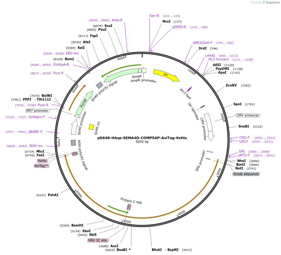 157516-plasmid-map-sequence-id-304141
