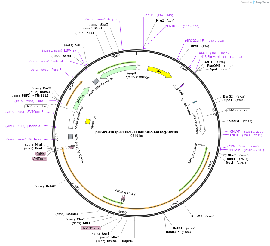 157518-plasmid-map-sequence-id-304145