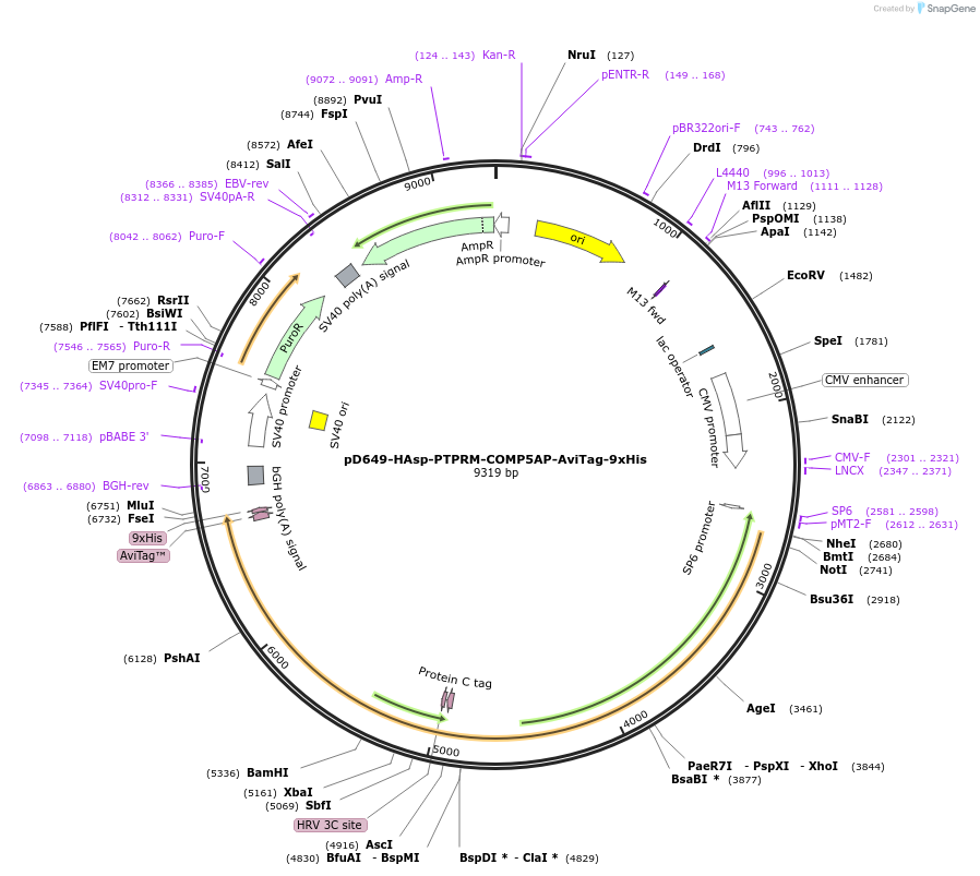 157519-plasmid-map-sequence-id-304147