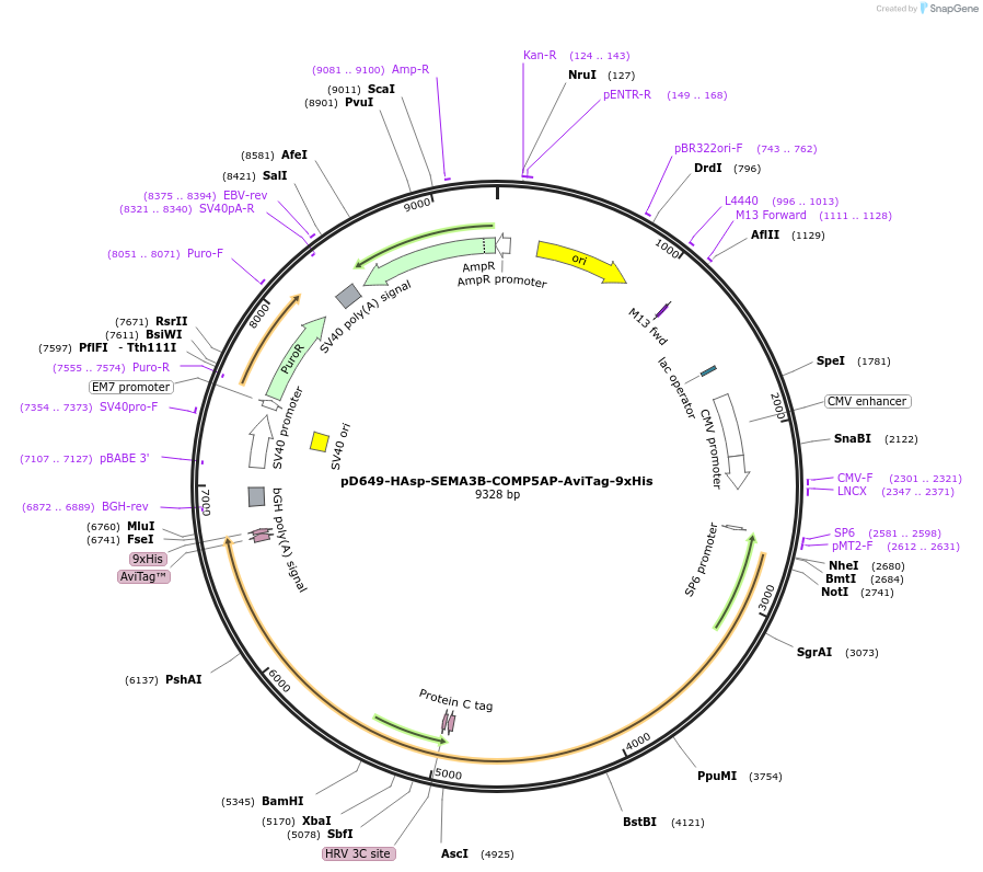 157520-plasmid-map-sequence-id-304149