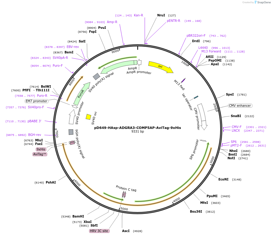 157523-plasmid-map-sequence-id-304155