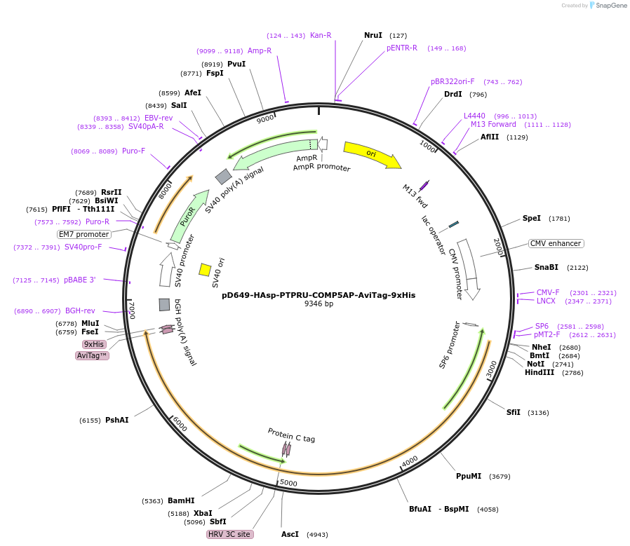 157524-plasmid-map-sequence-id-304157