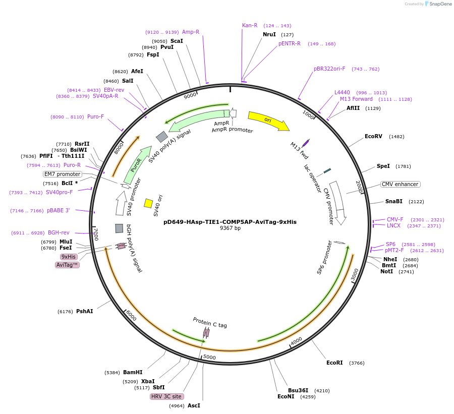157527-plasmid-map-sequence-id-304163