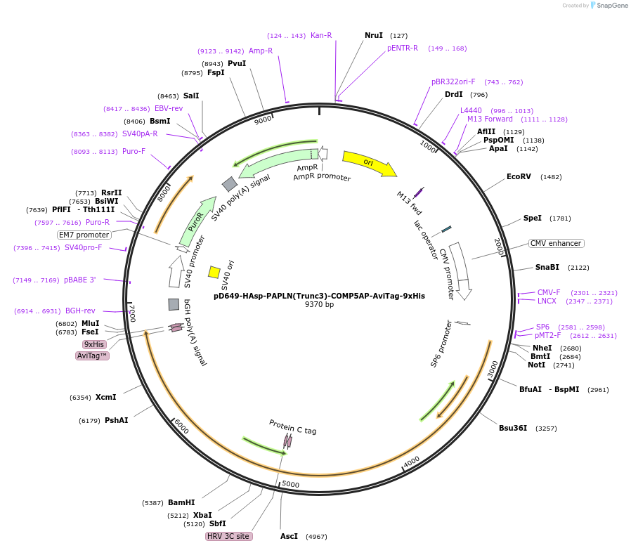 157529-plasmid-map-sequence-id-304167