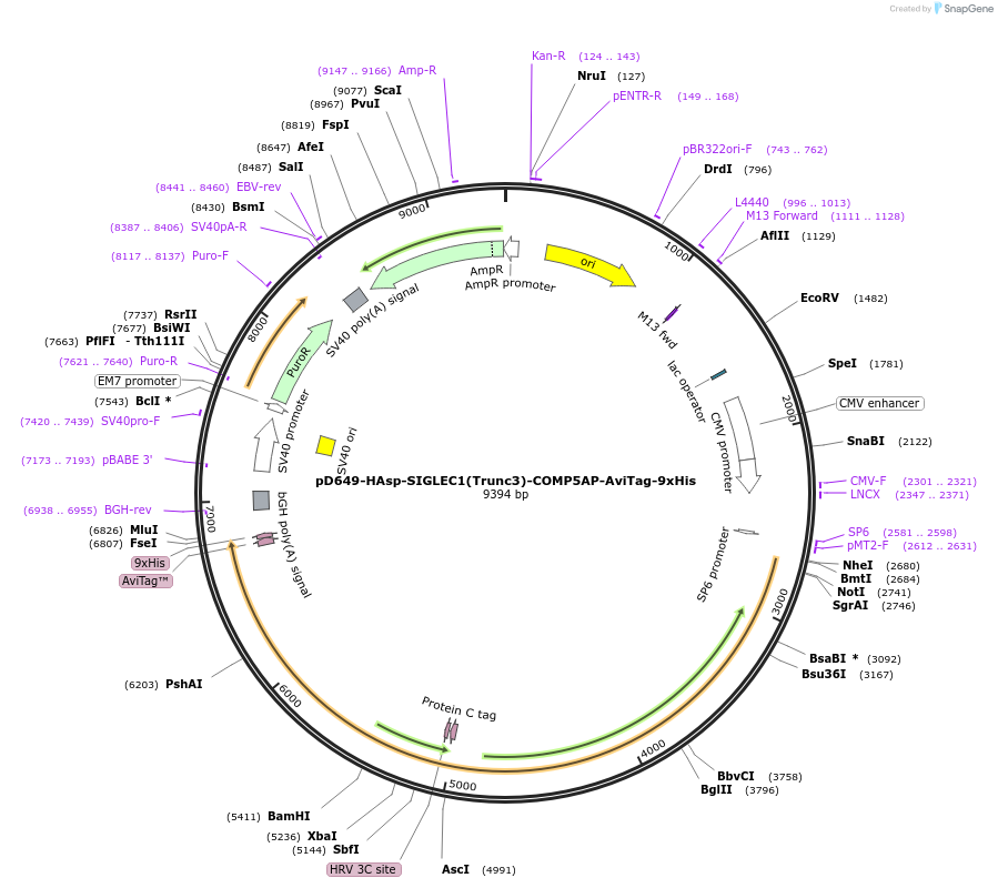 157532-plasmid-map-sequence-id-304173