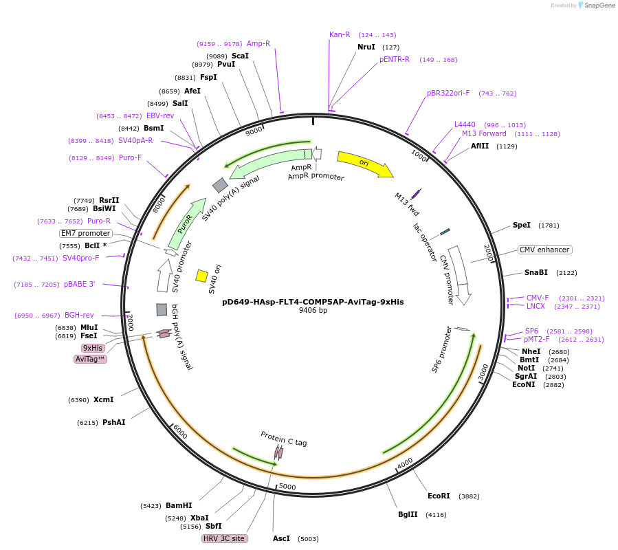 157535-plasmid-map-sequence-id-304179