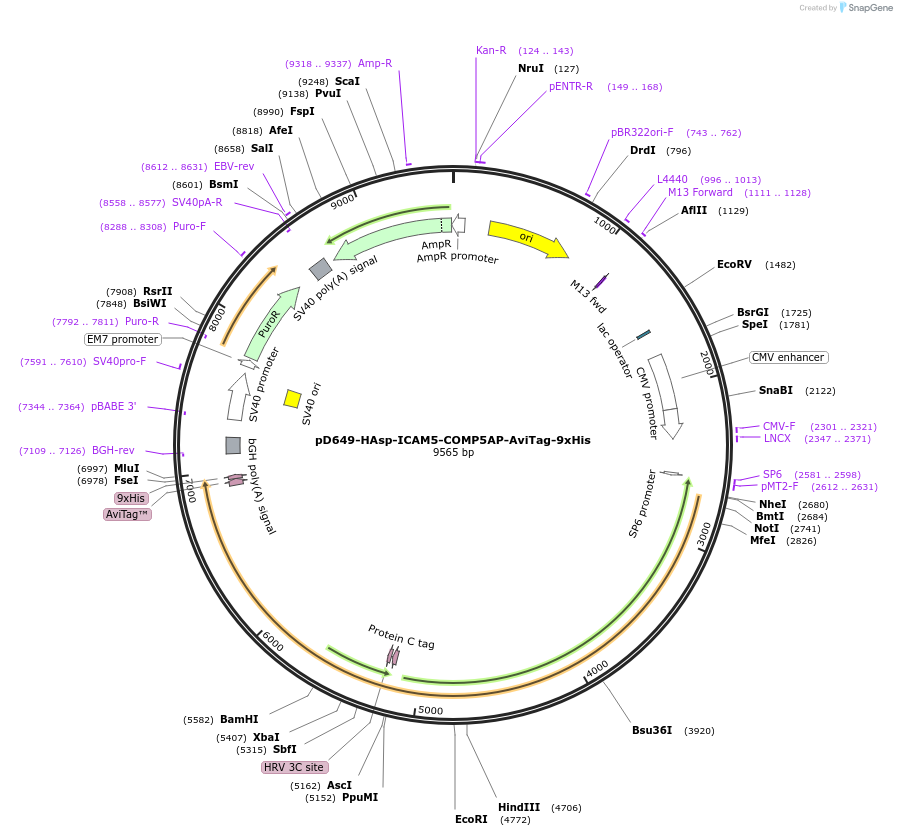 157544-plasmid-map-sequence-id-304197