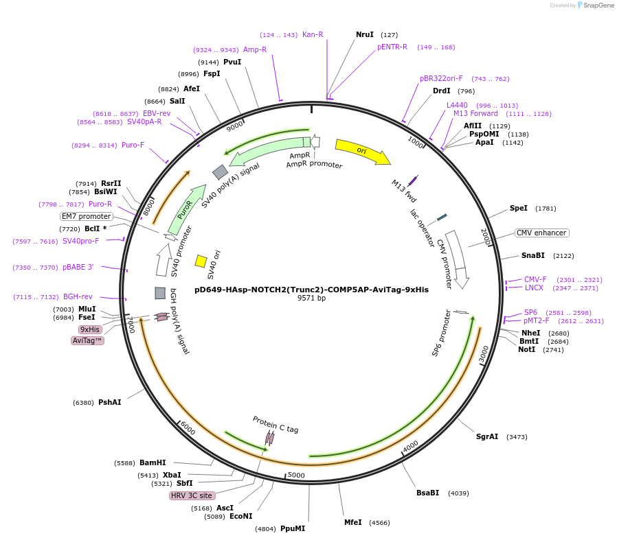 157545-plasmid-map-sequence-id-304199