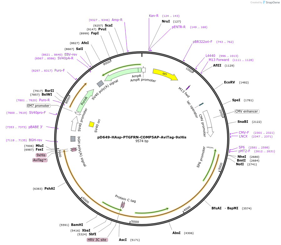 157546-plasmid-map-sequence-id-304201